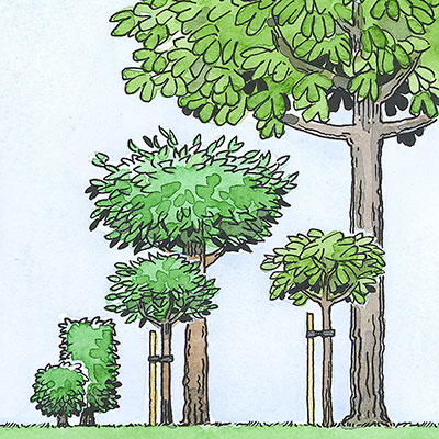 Illustration, träd och buskar i olika höjder