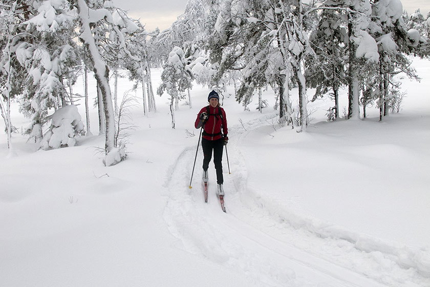 kvinna på skidor utmed ett skidspår bland snötäckta granar